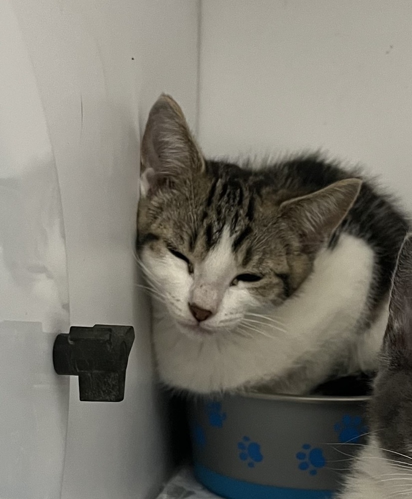 Boogie Bot, an adoptable Domestic Short Hair in Bolivar, MO, 65613 | Photo Image 2