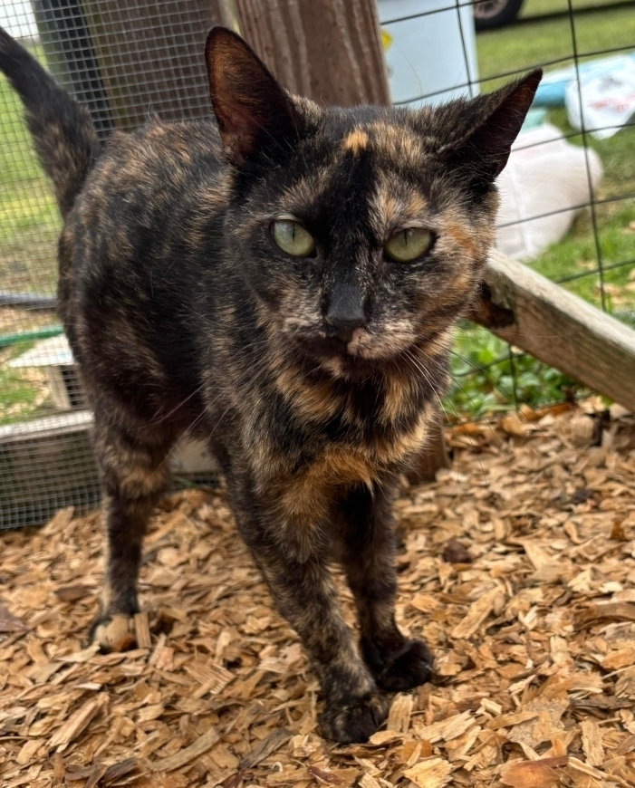 Toasty, an adoptable Domestic Short Hair in Troy, AL, 36081 | Photo Image 1