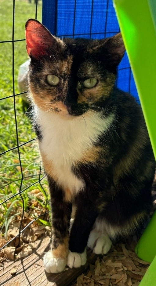 Blossom, an adoptable Domestic Short Hair in Troy, AL, 36081 | Photo Image 1