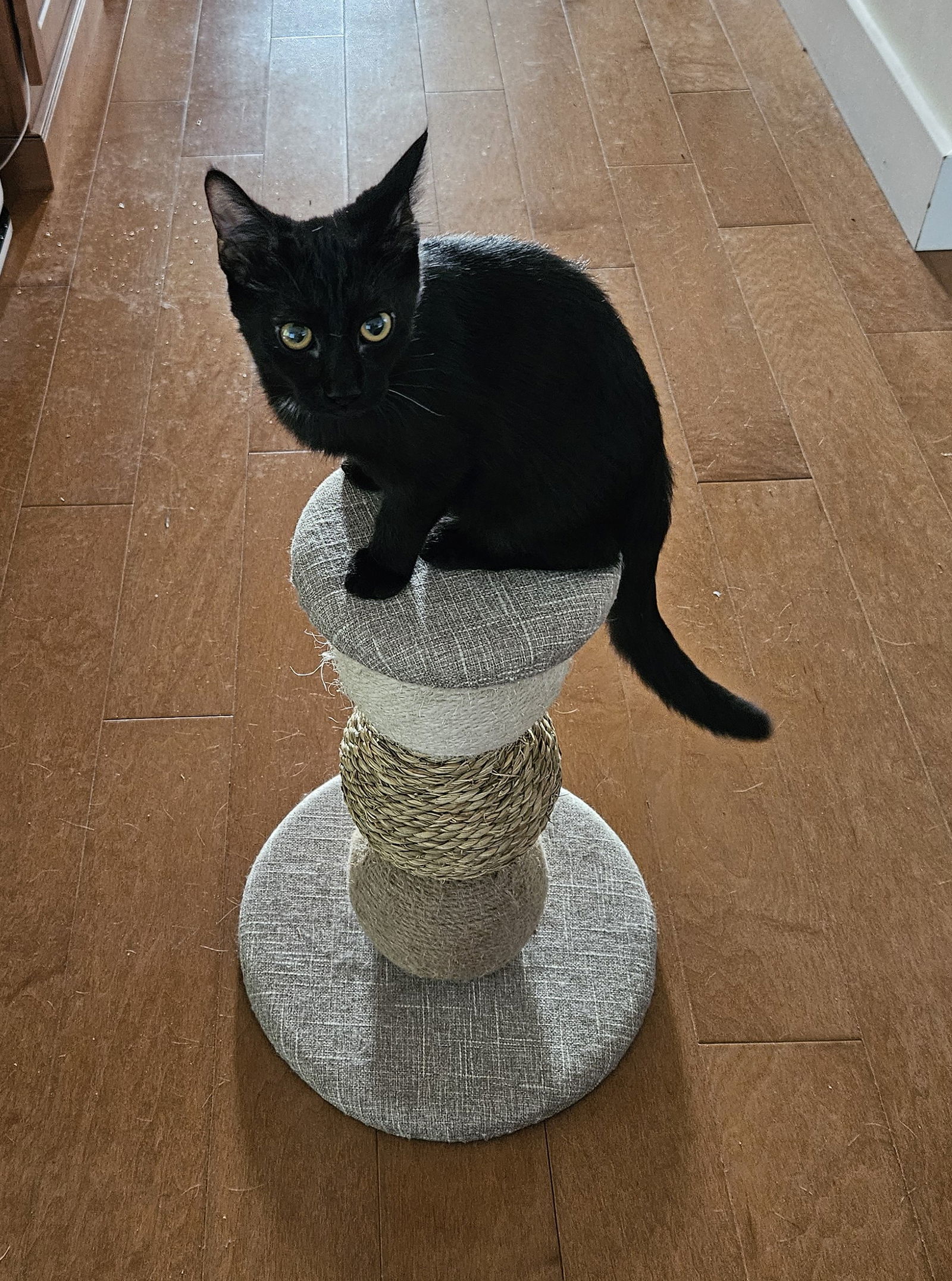 Cosmo, an adoptable Domestic Short Hair in Traverse City, MI, 49686 | Photo Image 1