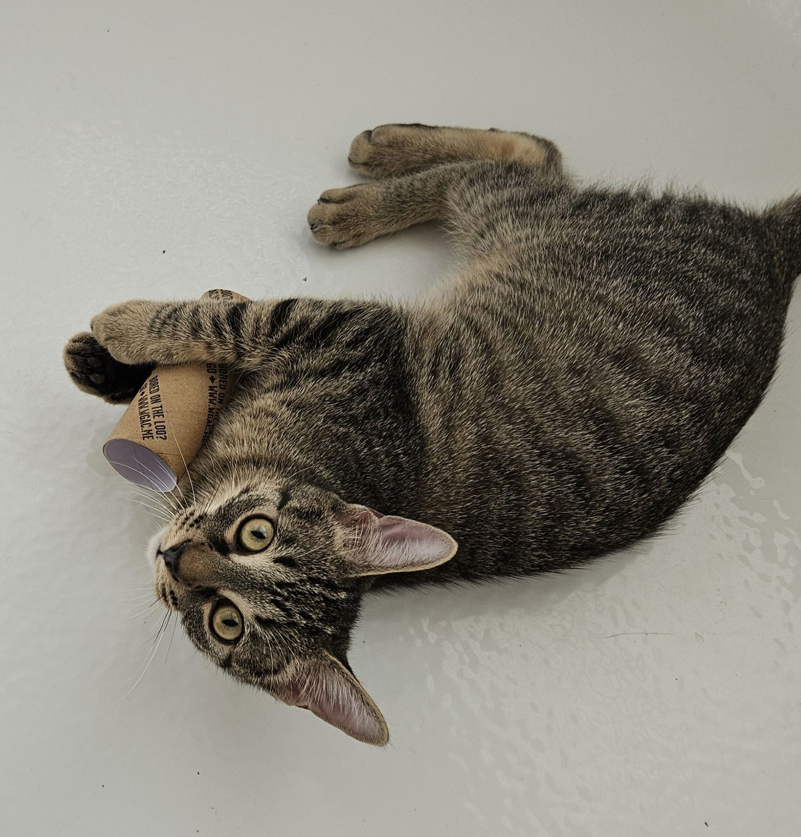 Orion, an adoptable Tabby, Domestic Short Hair in Traverse City, MI, 49686 | Photo Image 1