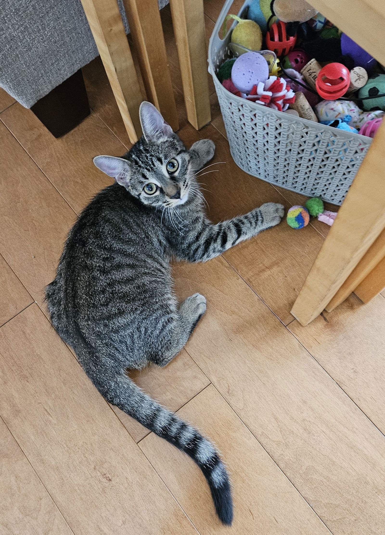 Orion, an adoptable Tabby, Domestic Short Hair in Traverse City, MI, 49686 | Photo Image 2