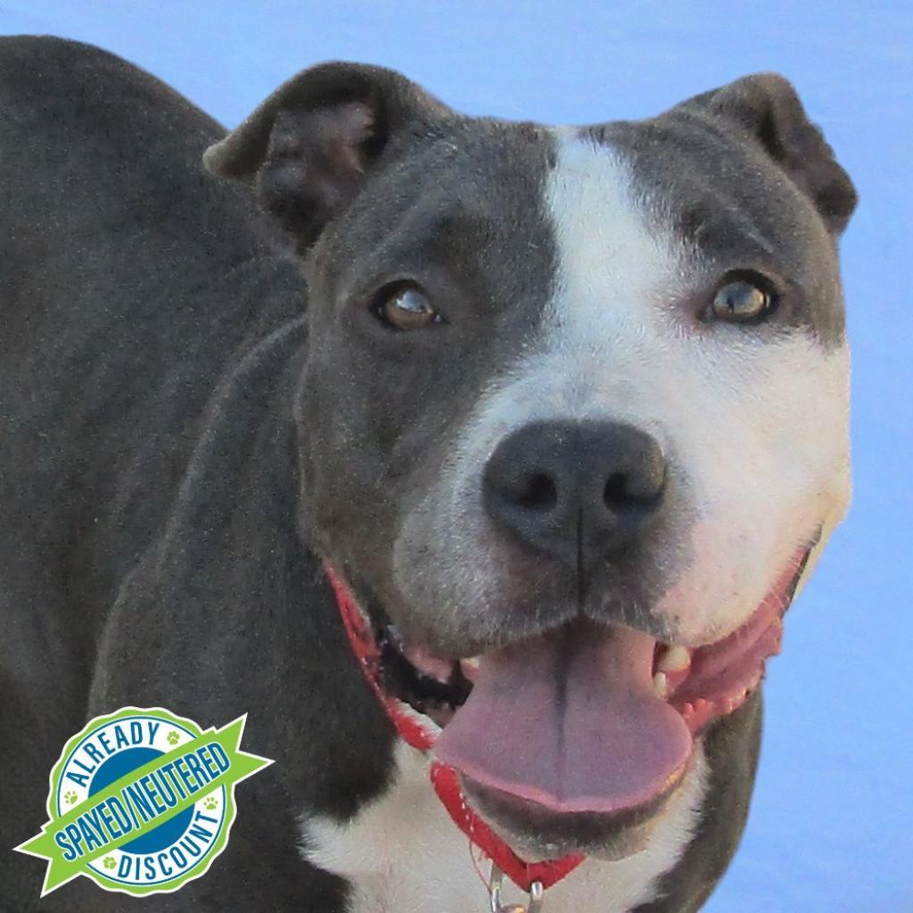 Lucy, an adoptable Mixed Breed in Las Cruces, NM, 88012 | Photo Image 1