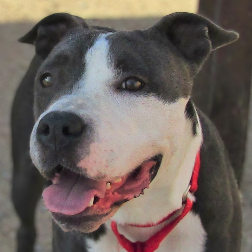 Lucy, an adoptable Mixed Breed in Las Cruces, NM, 88012 | Photo Image 1