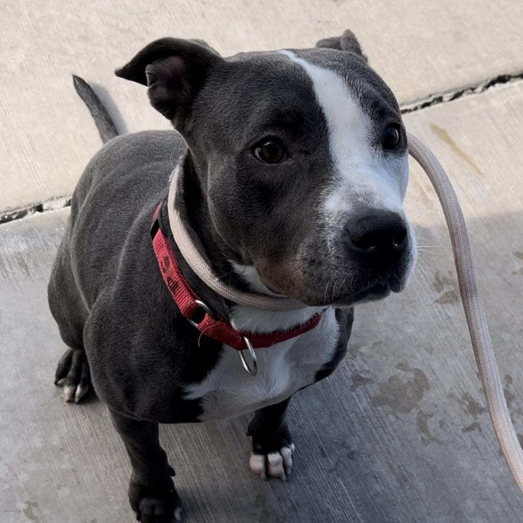 Lucy, an adoptable Mixed Breed in Las Cruces, NM, 88012 | Photo Image 2