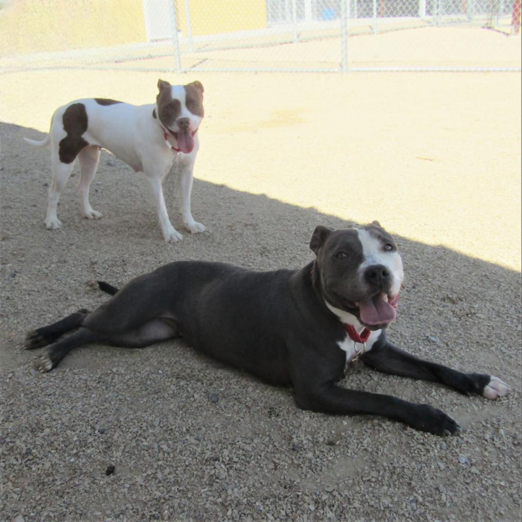 Lucy, an adoptable Mixed Breed in Las Cruces, NM, 88012 | Photo Image 3