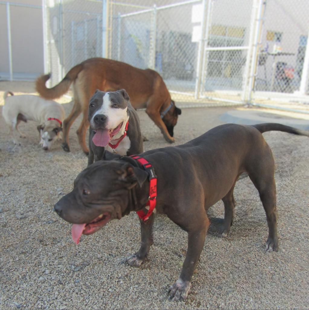 Lucy, an adoptable Mixed Breed in Las Cruces, NM, 88012 | Photo Image 4