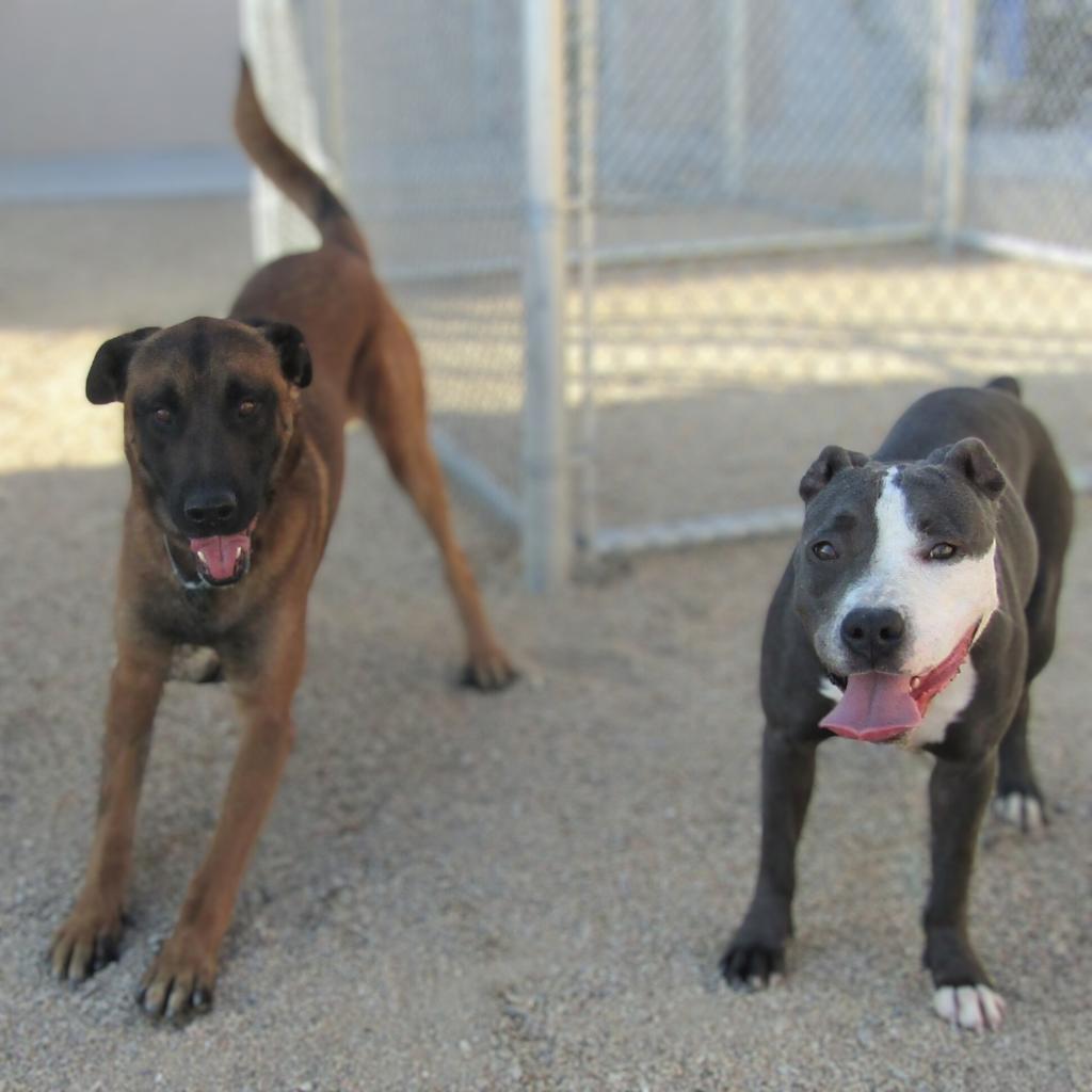 Lucy, an adoptable Mixed Breed in Las Cruces, NM, 88012 | Photo Image 5