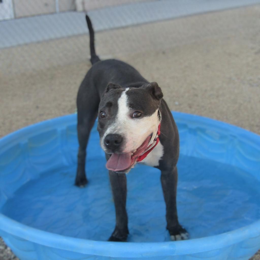 Lucy, an adoptable Mixed Breed in Las Cruces, NM, 88012 | Photo Image 6