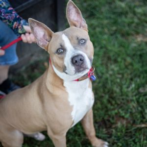 Meet Walker This sweet intelligent boy has been a joy to foster Hes adapted to his new routine q