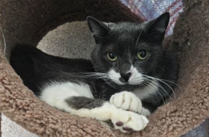 Luna, an adoptable Domestic Short Hair in Eugene, OR, 97402 | Photo Image 2