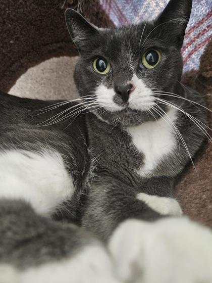 Luna, an adoptable Domestic Short Hair in Eugene, OR, 97402 | Photo Image 3