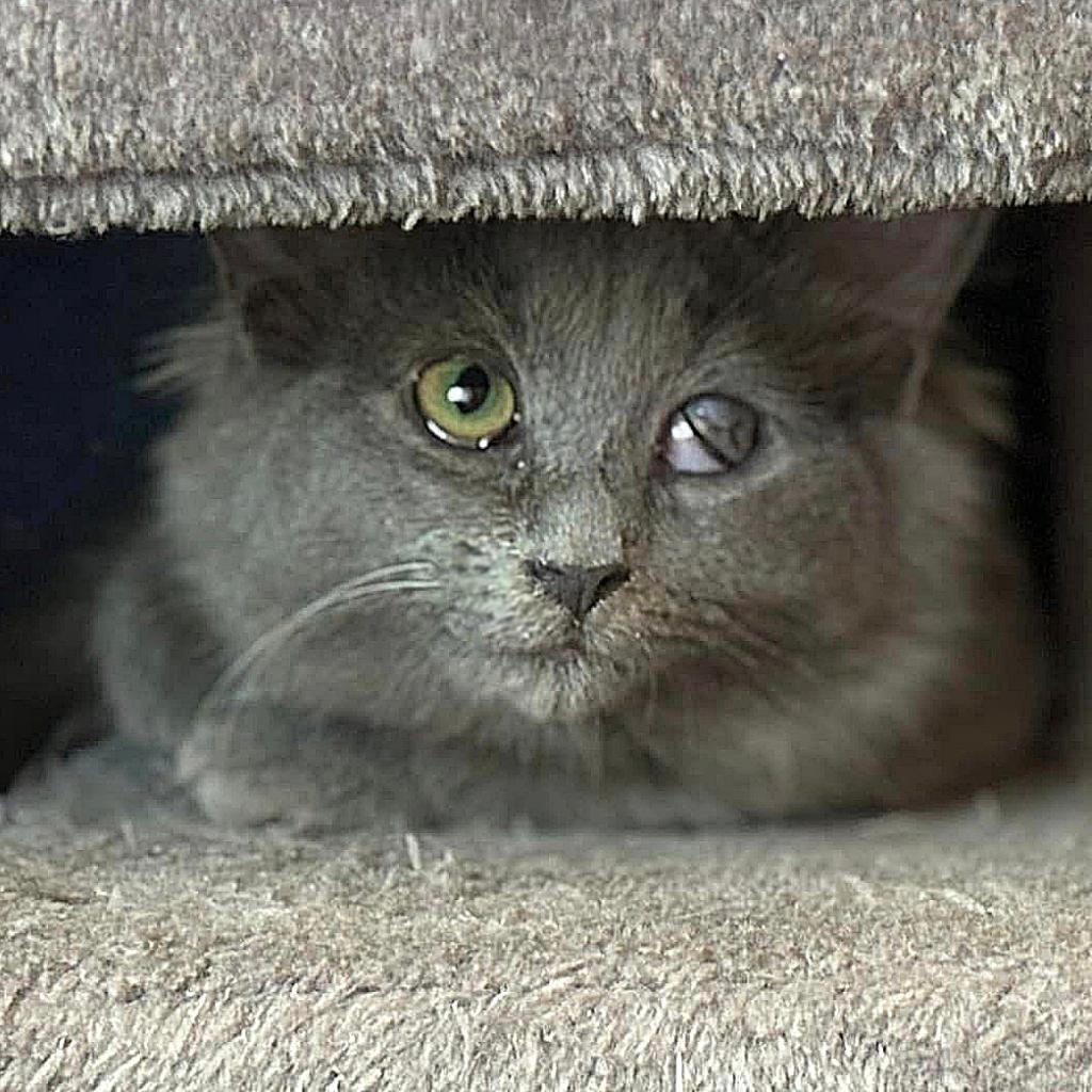 Cupcake, an adoptable Domestic Medium Hair in Wichita, KS, 67208 | Photo Image 2