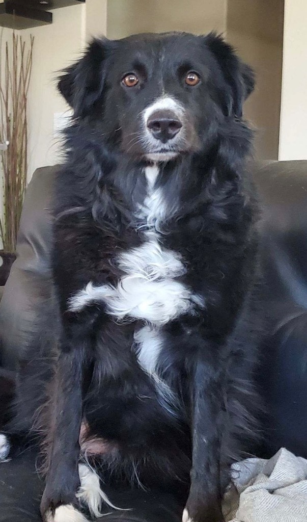 Ogallala, an adoptable Border Collie, Australian Shepherd in Fort Lupton, CO, 80621 | Photo Image 1