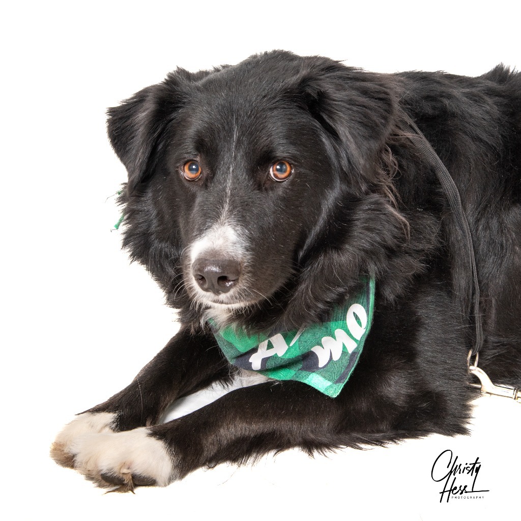 Ogallala, an adoptable Border Collie, Australian Shepherd in Fort Lupton, CO, 80621 | Photo Image 2