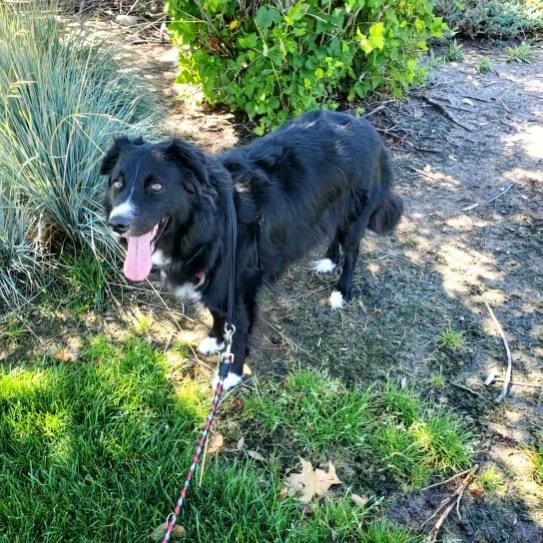 Ogallala, an adoptable Border Collie, Australian Shepherd in Fort Lupton, CO, 80621 | Photo Image 5