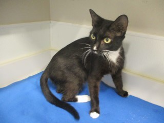 Star, an adoptable Domestic Short Hair in Jourdanton, TX, 78026 | Photo Image 1