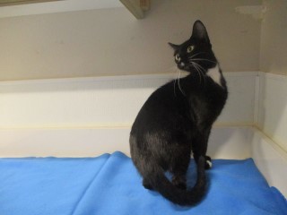 Star, an adoptable Domestic Short Hair in Jourdanton, TX, 78026 | Photo Image 2