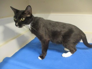 Star, an adoptable Domestic Short Hair in Jourdanton, TX, 78026 | Photo Image 3