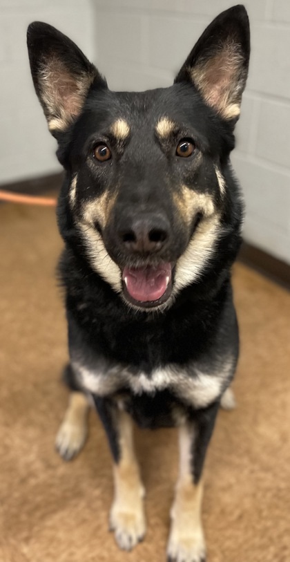 Dog for adoption - Sadie, a Husky & Shepherd Mix in Madera, CA | Petfinder