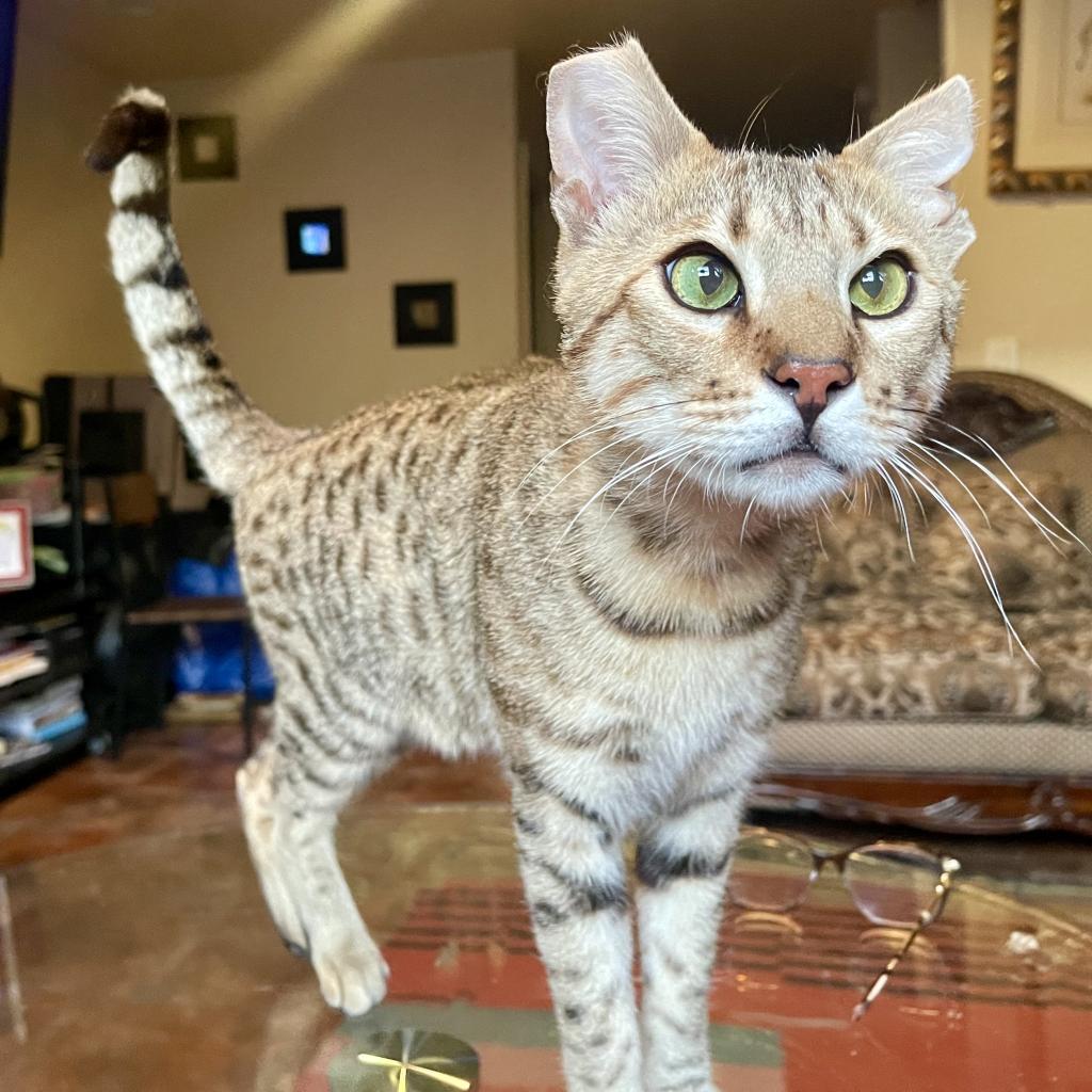 Elegante, an adoptable Domestic Short Hair, Bengal in Los Angeles, CA, 90039 | Photo Image 1