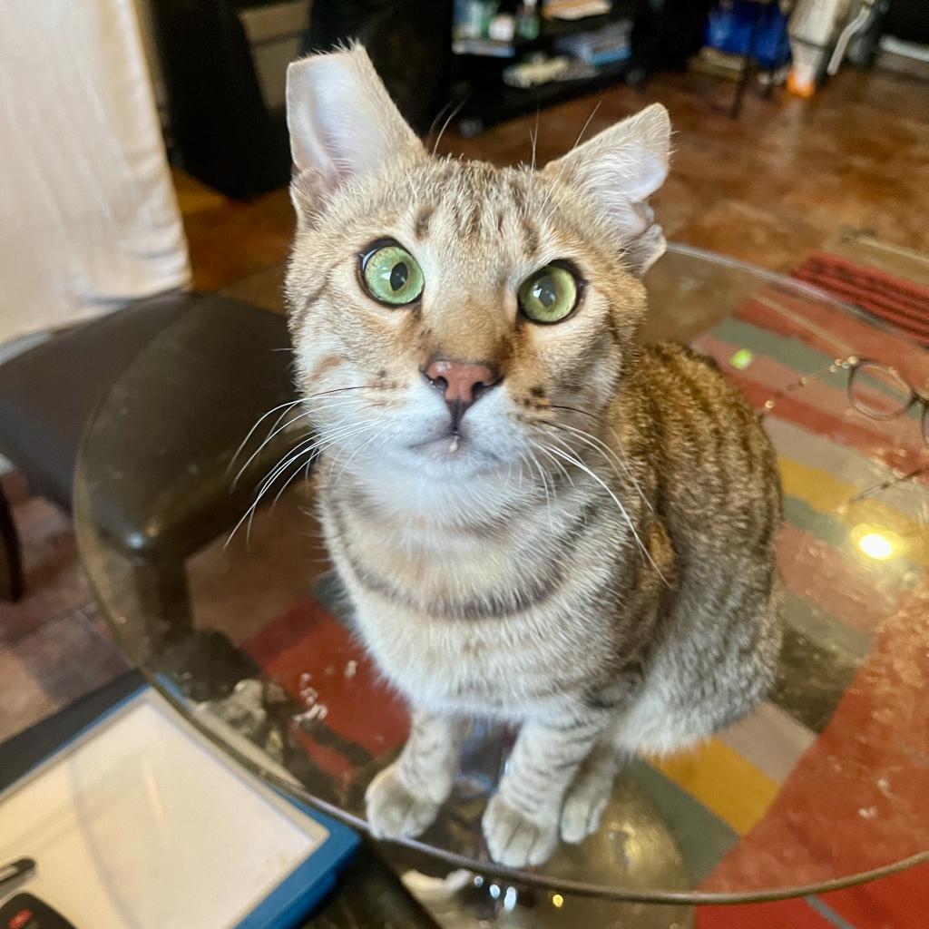 Elegante, an adoptable Domestic Short Hair, Bengal in Los Angeles, CA, 90039 | Photo Image 2