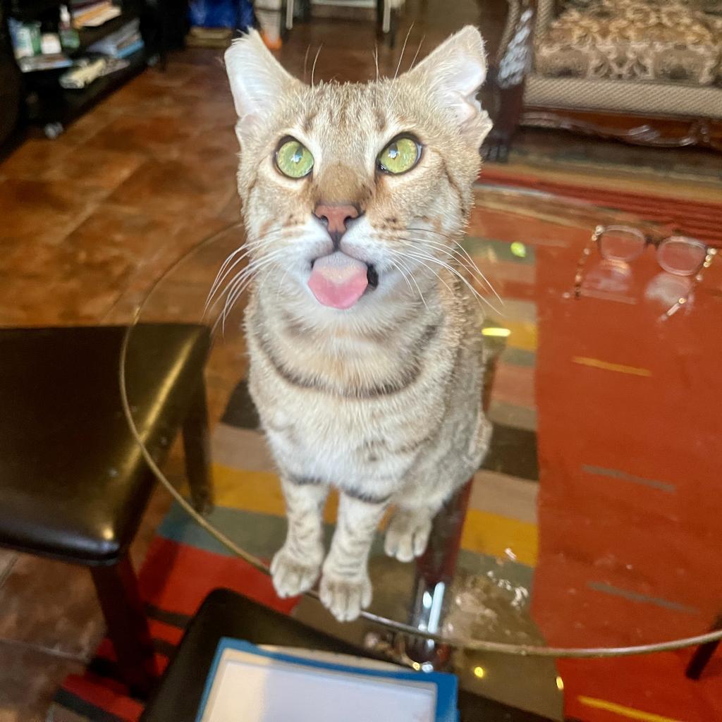 Elegante, an adoptable Domestic Short Hair, Bengal in Los Angeles, CA, 90039 | Photo Image 3