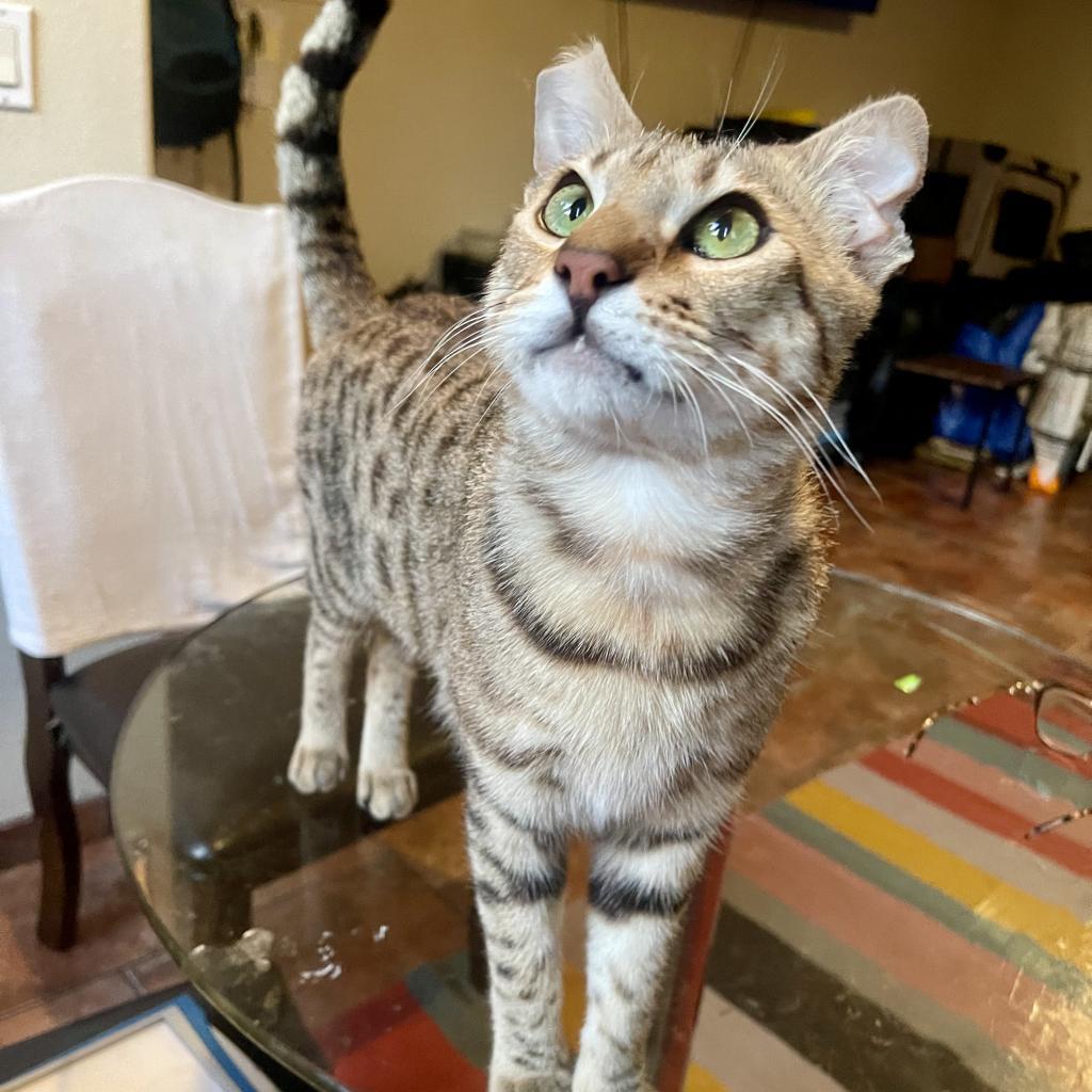 Elegante, an adoptable Domestic Short Hair, Bengal in Los Angeles, CA, 90039 | Photo Image 4