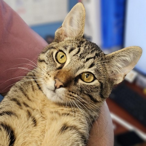 Home Depot, an adoptable Domestic Short Hair in Starkville, MS, 39760 | Photo Image 1