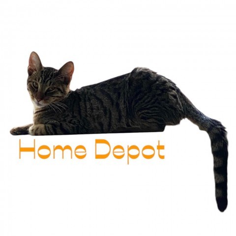 Home Depot, an adoptable Domestic Short Hair in Starkville, MS, 39760 | Photo Image 2