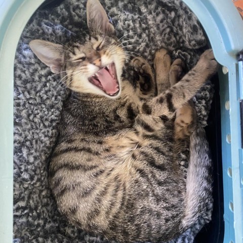 Home Depot, an adoptable Domestic Short Hair in Starkville, MS, 39760 | Photo Image 4