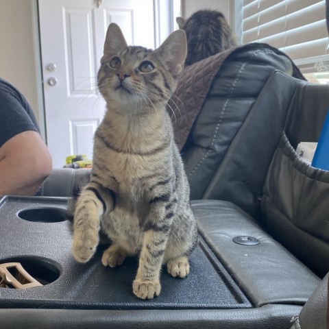 Home Depot, an adoptable Domestic Short Hair in Starkville, MS, 39760 | Photo Image 6