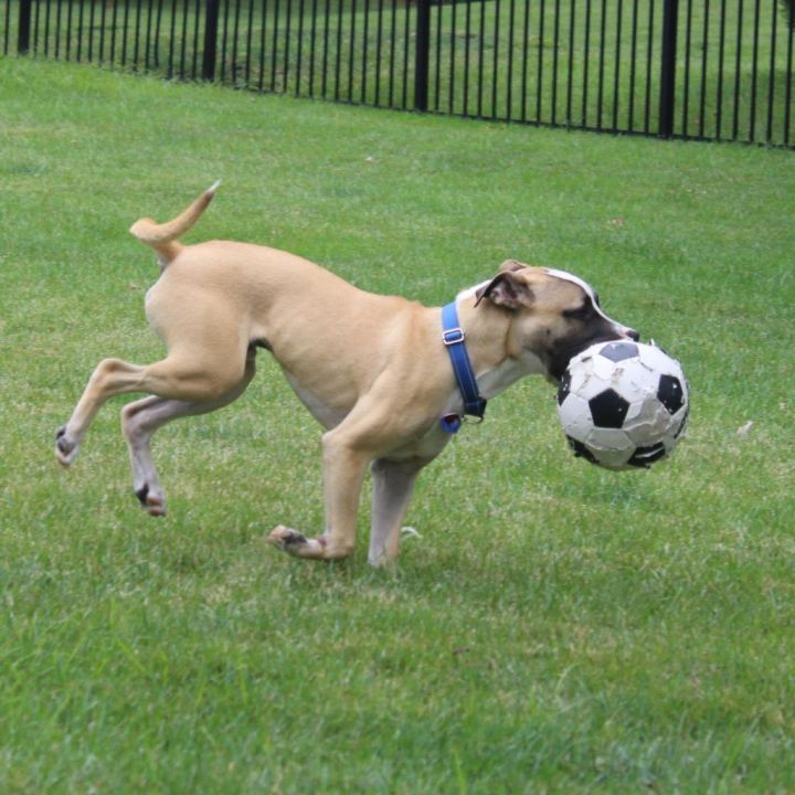 Baxter 3