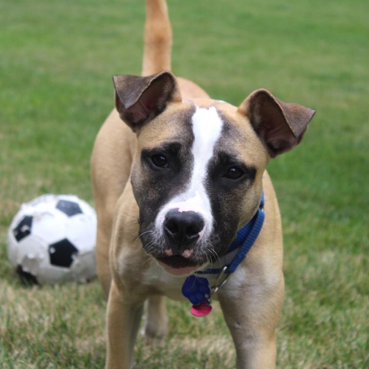 Baxter 4