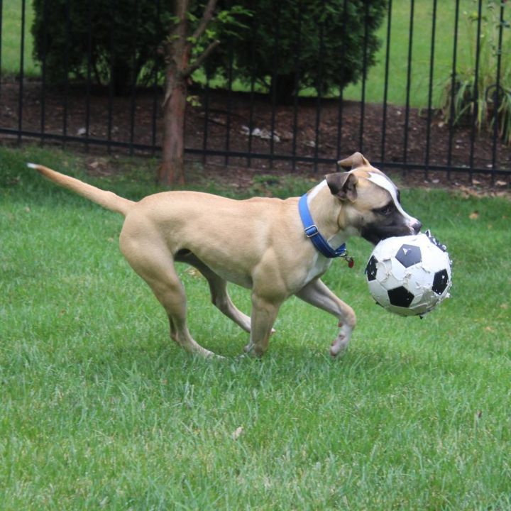 Baxter 6