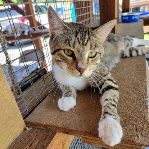 Pepper, an adoptable Domestic Short Hair in Priest River, ID, 83856 | Photo Image 1