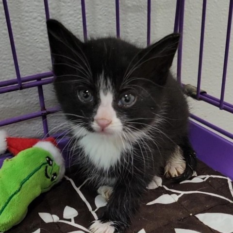 Schroeder, an adoptable Domestic Short Hair in Priest River, ID, 83856 | Photo Image 1