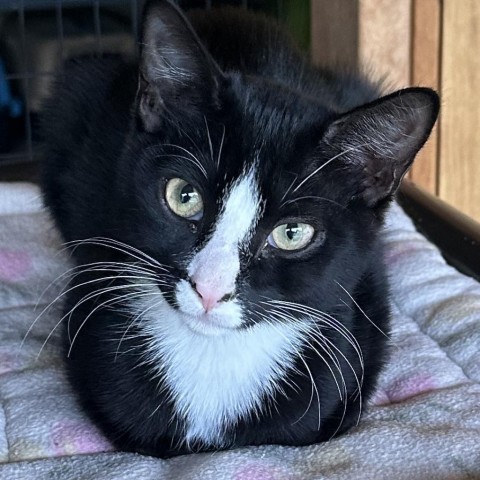 Snoopy, an adoptable Domestic Short Hair in Priest River, ID, 83856 | Photo Image 1