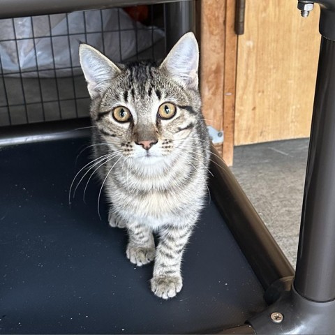 Mikhail, an adoptable Domestic Short Hair in Priest River, ID, 83856 | Photo Image 1