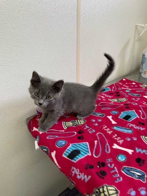 Freddy - Gray Kitten #20, an adoptable Domestic Short Hair in Mitchell, SD, 57301 | Photo Image 1