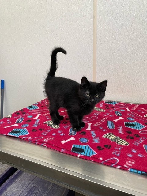 Daphne - Black Kitten #20, an adoptable Domestic Short Hair in Mitchell, SD, 57301 | Photo Image 1