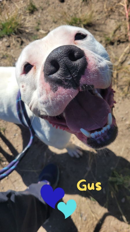 Gus, an adoptable Staffordshire Bull Terrier in Monte Vista, CO, 81144 | Photo Image 1