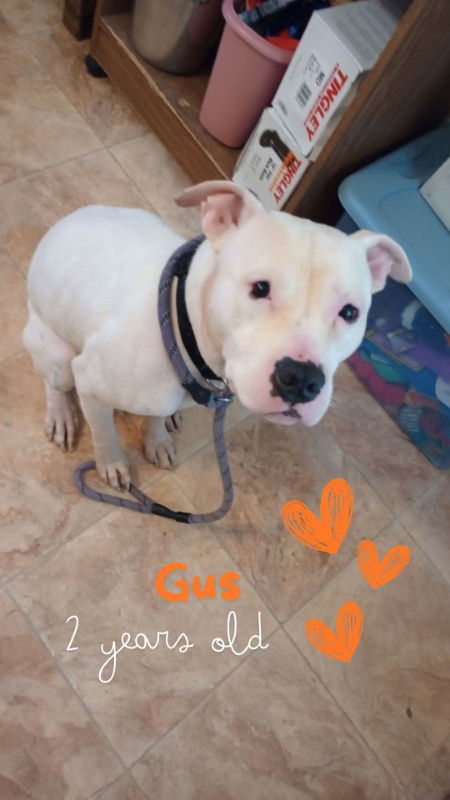 Gus, an adoptable Staffordshire Bull Terrier in Monte Vista, CO, 81144 | Photo Image 2