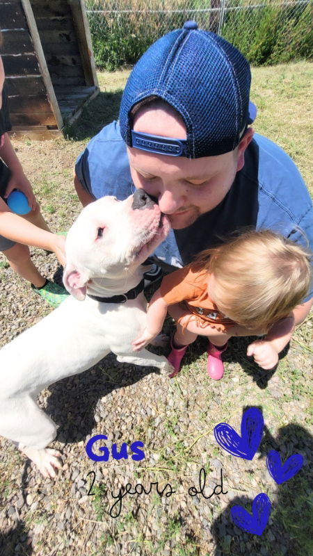 Gus, an adoptable Staffordshire Bull Terrier in Monte Vista, CO, 81144 | Photo Image 2