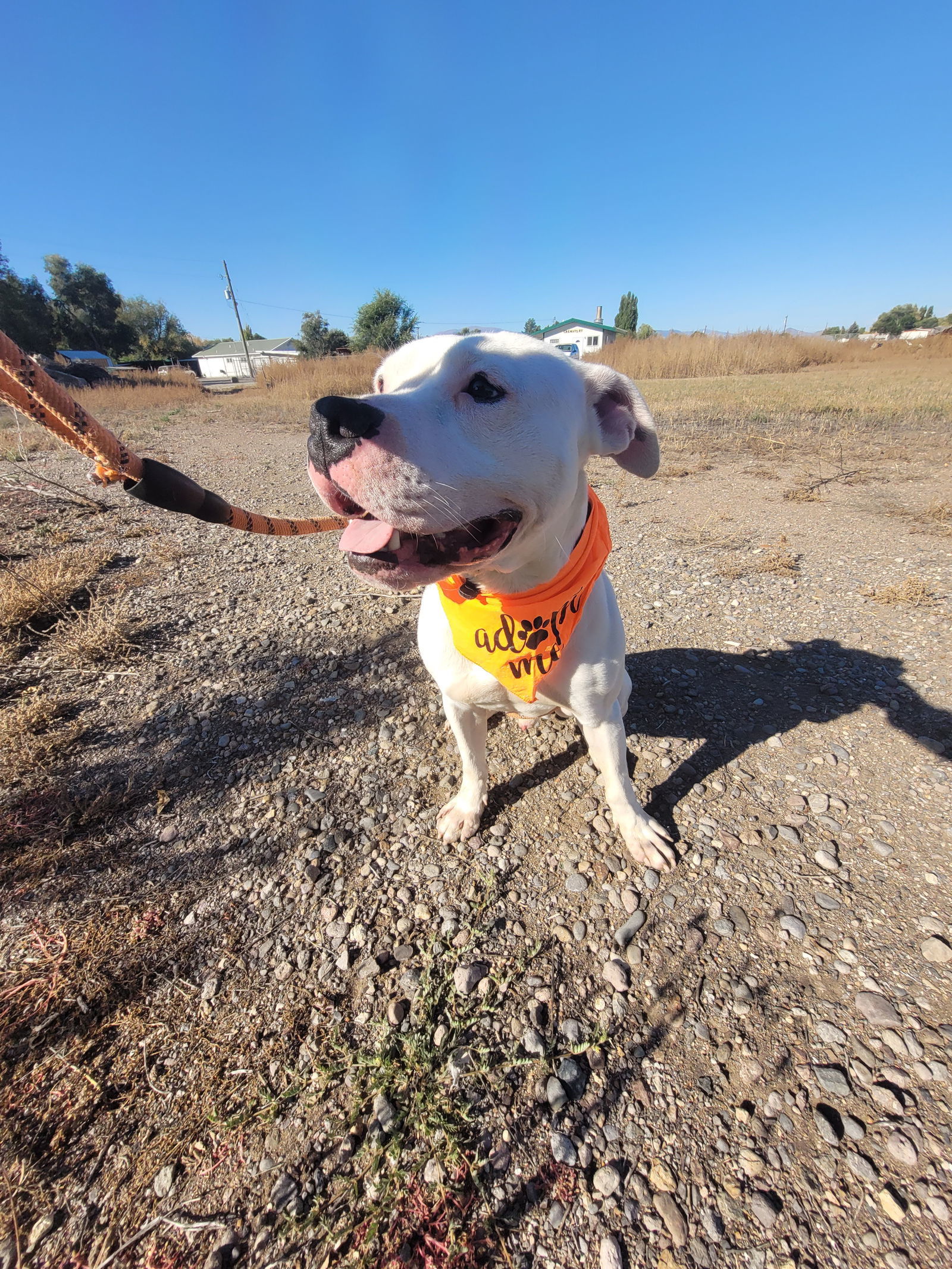 Gus, an adoptable Staffordshire Bull Terrier in Monte Vista, CO, 81144 | Photo Image 3