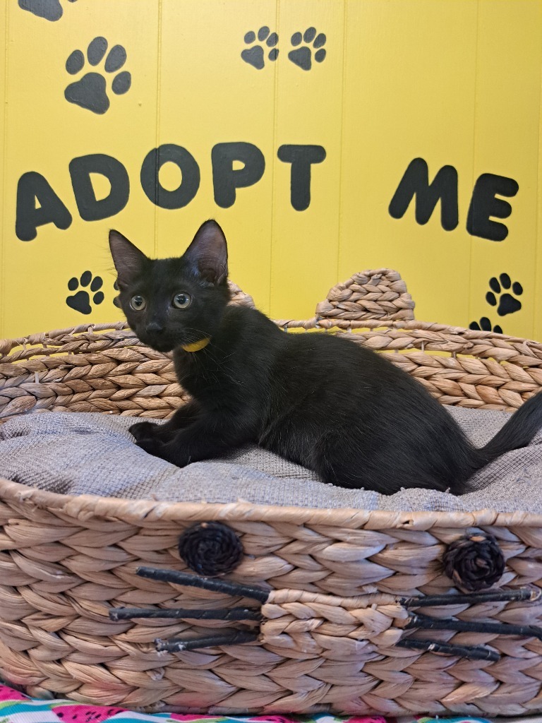 Motley, an adoptable Domestic Medium Hair in Lemoore, CA, 93245 | Photo Image 1