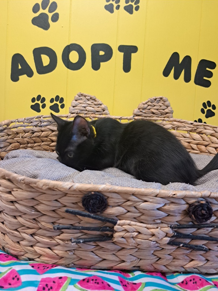 Motley, an adoptable Domestic Medium Hair in Lemoore, CA, 93245 | Photo Image 2