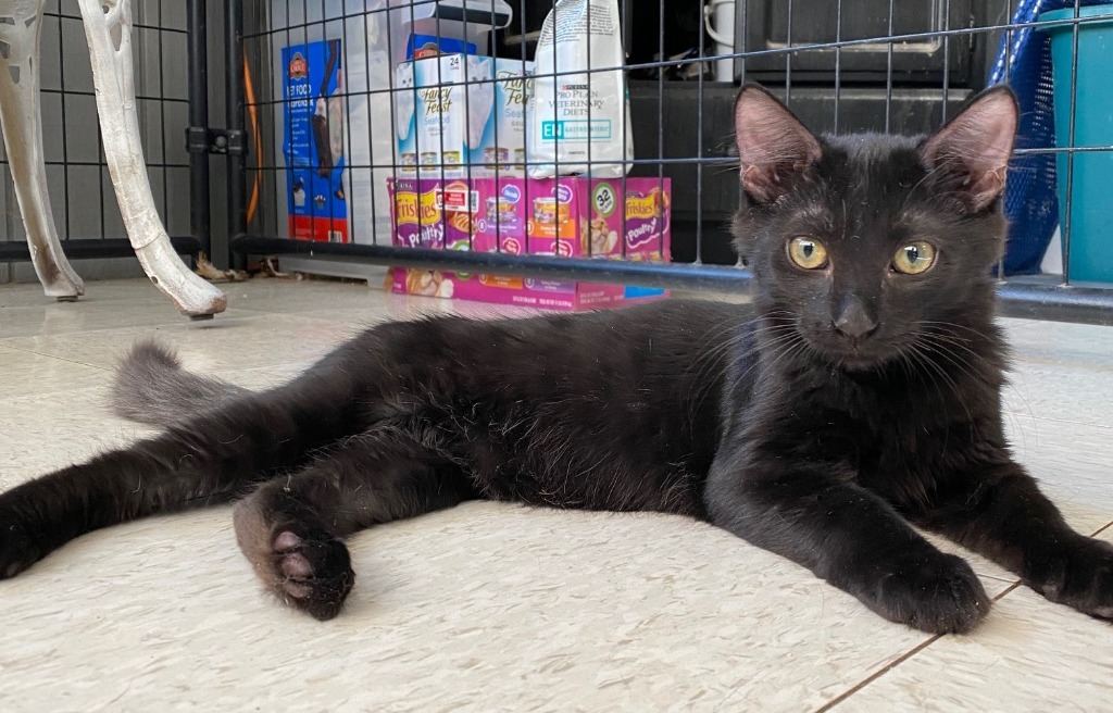 Motley, an adoptable Domestic Medium Hair in Lemoore, CA, 93245 | Photo Image 3