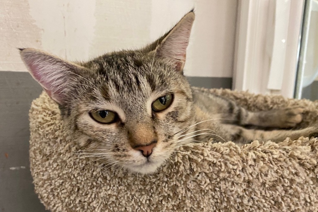 Clawdine, an adoptable Domestic Short Hair in Lemoore, CA, 93245 | Photo Image 2