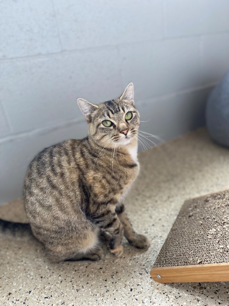 Sarabi, an adoptable Domestic Short Hair in Newberg, OR, 97132 | Photo Image 1